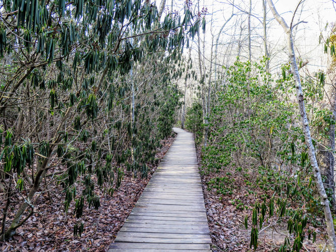 Picture 9 of Moores Knob Hike 010718