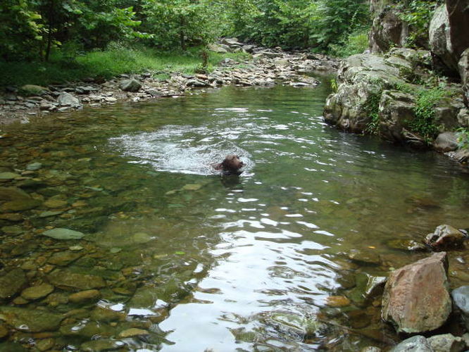 Picture 7 of Moormans River Hike 081410