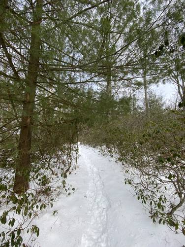 Hiking the White Birch Vista spur trail