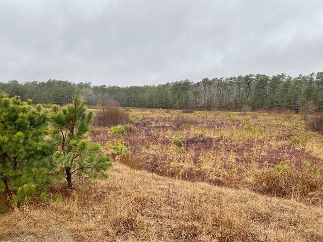 Purple-red cranberry plants in Mother's Bog