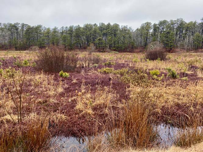 Colorful cranberry plants and pine trees in Mother's Bog