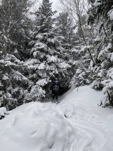 Hiking through snow-covered evergreens on Mount Jo