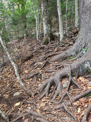 Lots of roots to hike over
