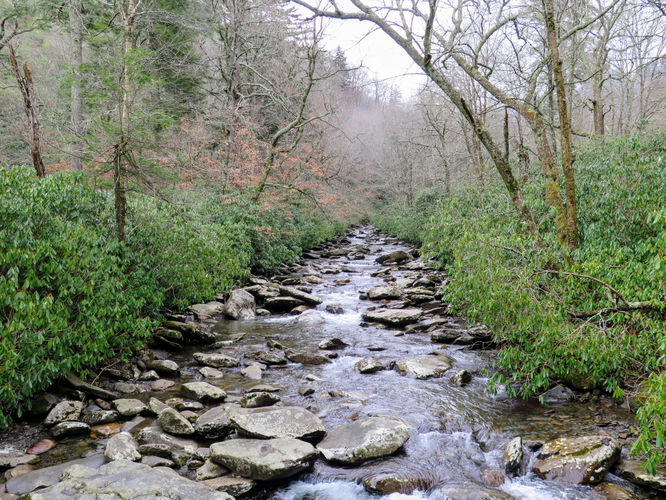 Picture 50 of Mount LeConte via Alum Cave Trail
