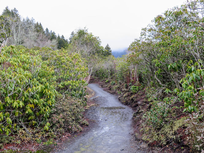 Picture 40 of Mount LeConte via Alum Cave Trail