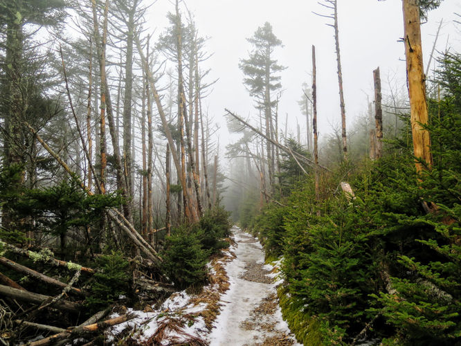Picture 27 of Mount LeConte via Alum Cave Trail