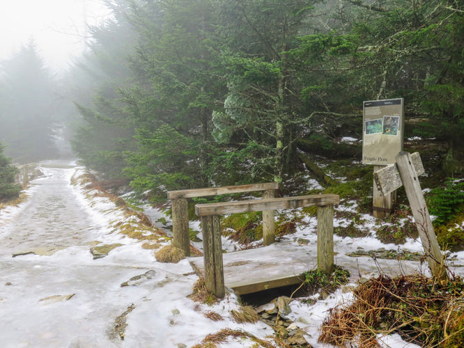 Picture 25 of Mount LeConte via Alum Cave Trail