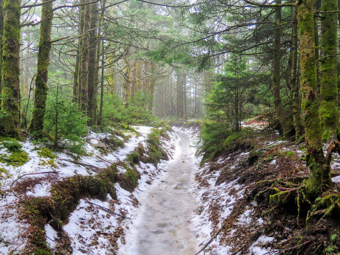 Picture 23 of Mount LeConte via Alum Cave Trail