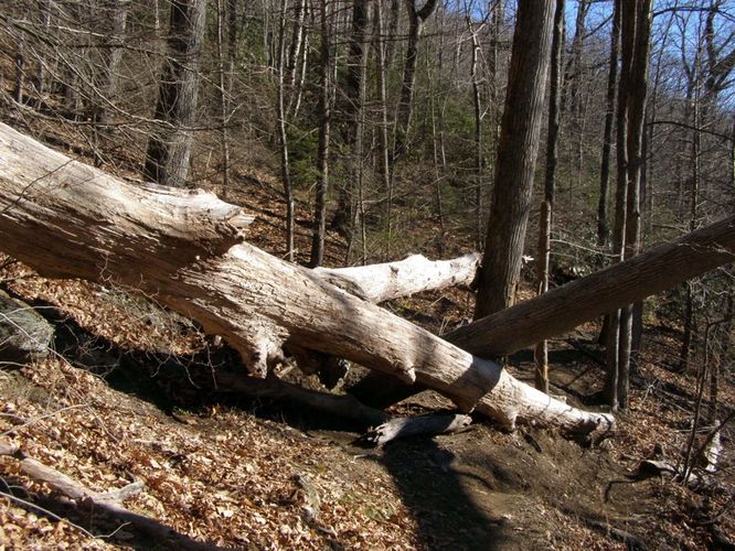 Picture 8 of Mount Mitchell Trail 011715