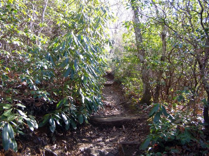 Picture 9 of Mount Mitchell Trail 011715