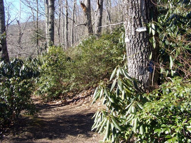 Picture 11 of Mount Mitchell Trail 011715