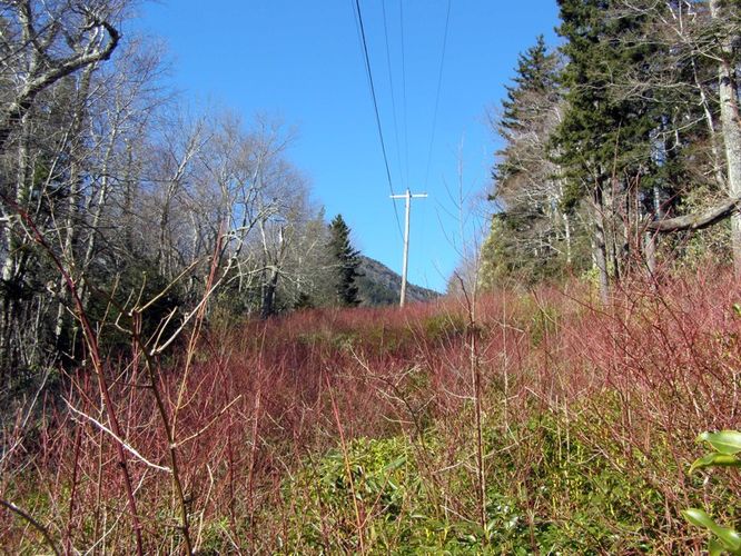 Picture 12 of Mount Mitchell Trail 011715