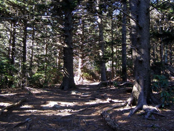 Picture 14 of Mount Mitchell Trail 011715
