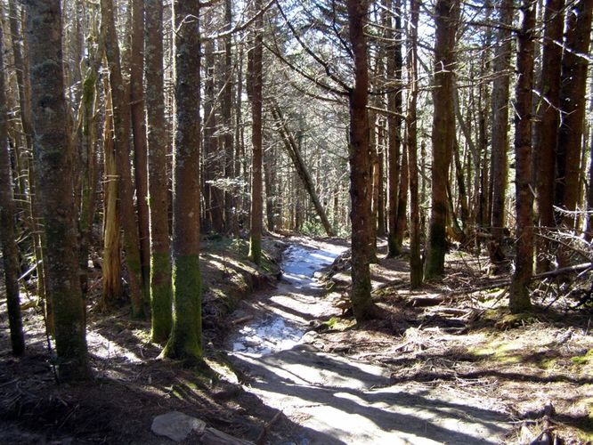 Picture 25 of Mount Mitchell Trail 011715