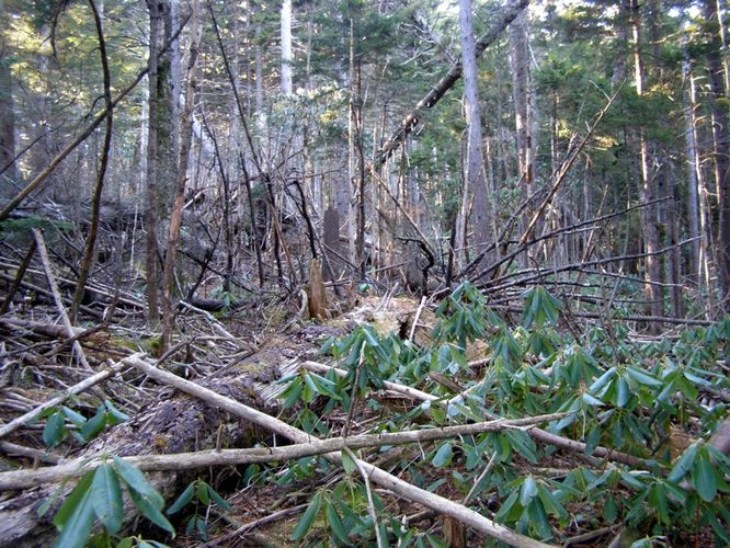 Picture 53 of Mount Mitchell Trail 011715
