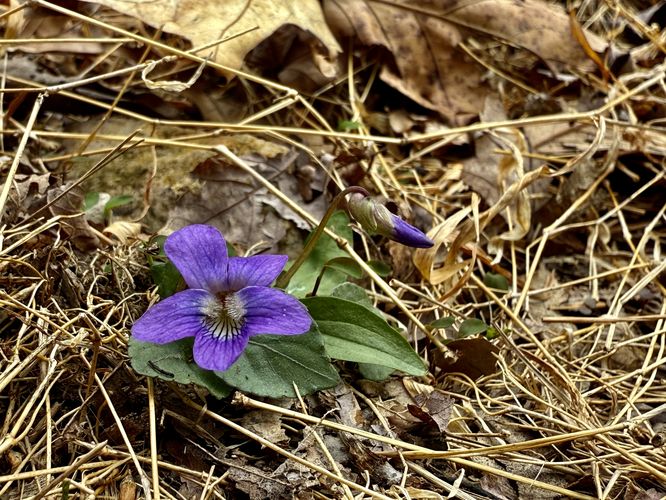 Voilet wildflower