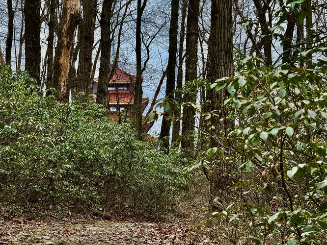 Mount Penn Pagoda peeking through the mountain laurel