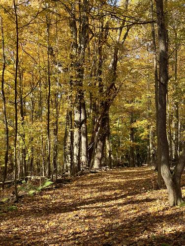 Hiking the Mill Stream Trail at Mount Pisgah State Park with foliage