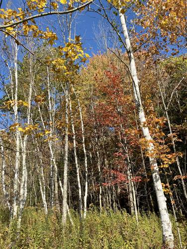 White birch trees at the junction with the Ridge Trail