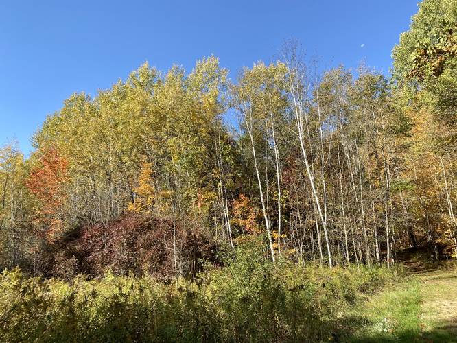 Stand of White Birch trees at Mount Pisgah State Park