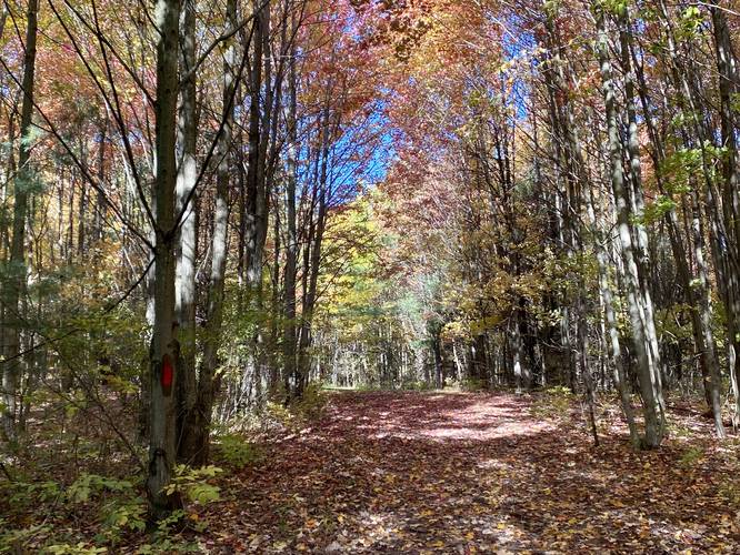 Foliage along the Ridge Trail