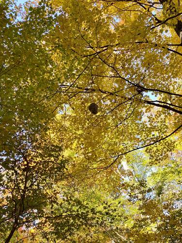 Hornets nest high in the foliage