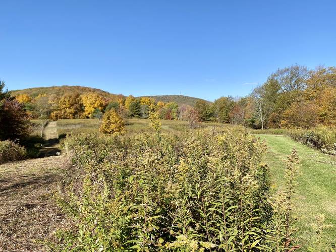 View of Mount Pisgah's summit (right) from the mountain ridge meadow