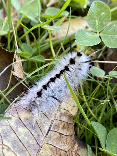 Caterpillar