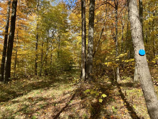 Foliage along the unnamed blue blazed trail