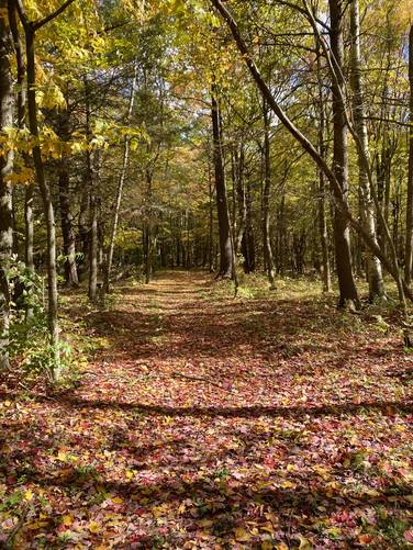 Fall foliage along the trail