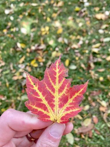 Foliage