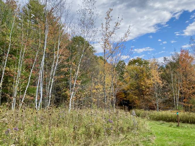 Stand of White Birch along the Ridge Trail