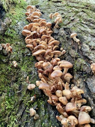 Cluster of mushrooms growing on the old-growth tree