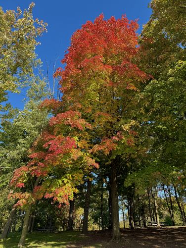 Autumn foliage along Beaver Lake