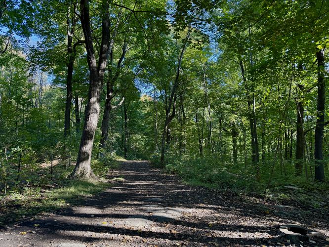 Hiking the forest between Beaver Lake and Kondiaronk Belvedere
