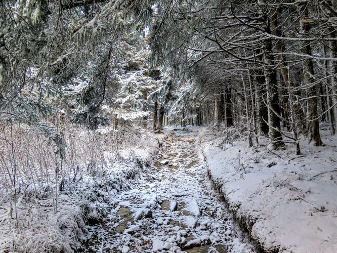 Picture 7 of Mount Sterling Hike 111917