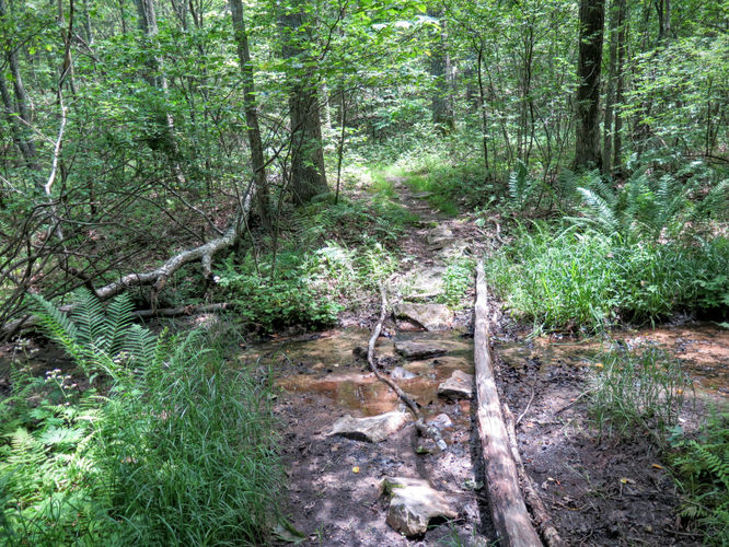 Picture 6 of Mountain Lake Wilderness Hike 070116