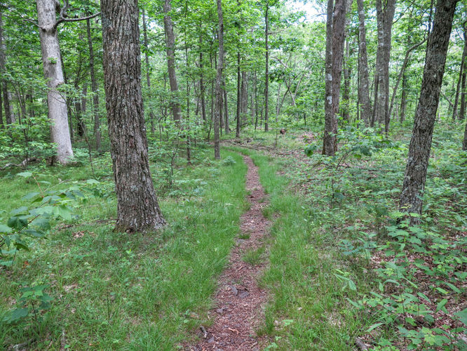 Picture 5 of Mountain Lake Wilderness Hike 070116