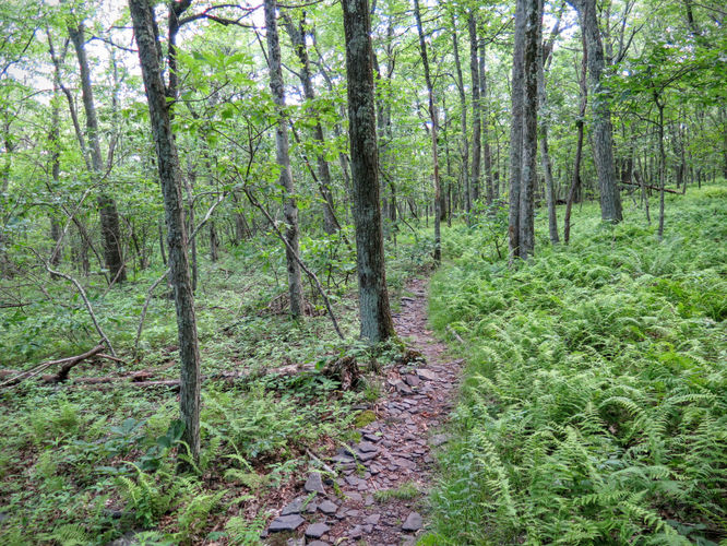Picture 24 of Mountain Lake Wilderness Hike 070116