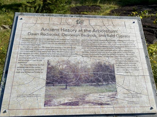 Dawn Redwood history at the arboretum