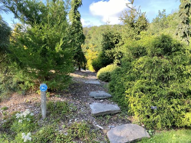Path leads through evergreens