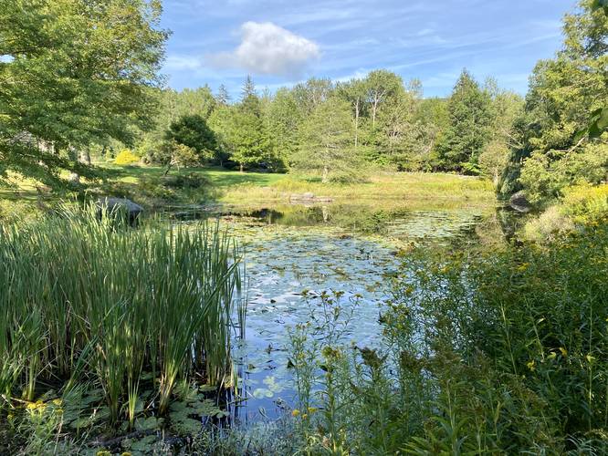 Pond view