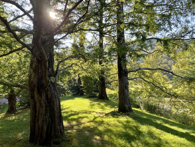 Bald Cypress grove