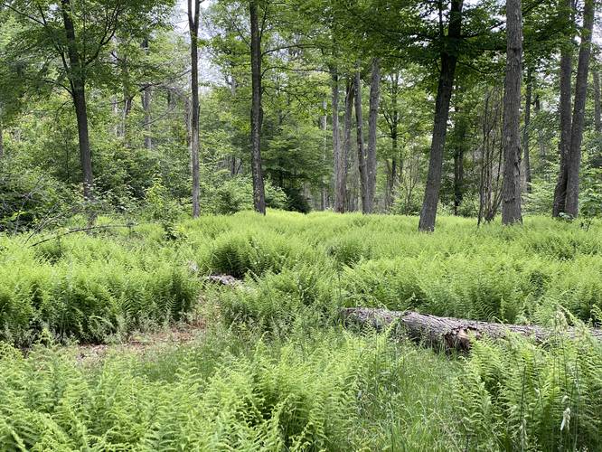 Overgrown trail full of ferns
