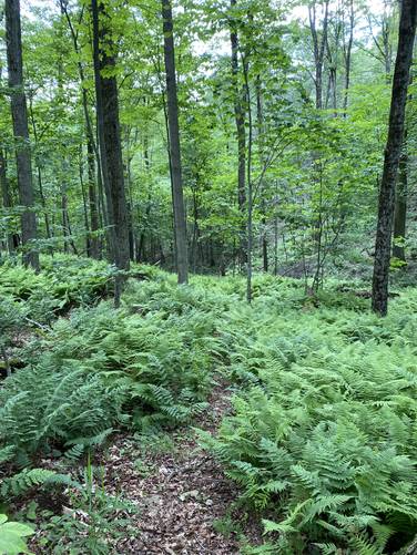 Trail follows a small path between the ferns