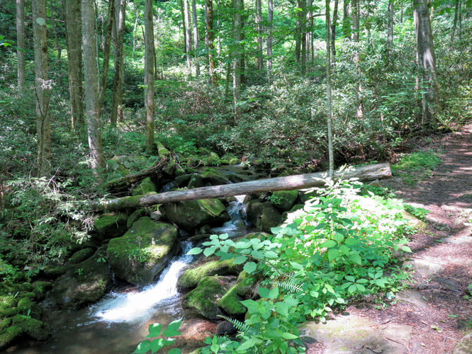Picture 79 of Mt Cammerer and Big Creek Hike 052816