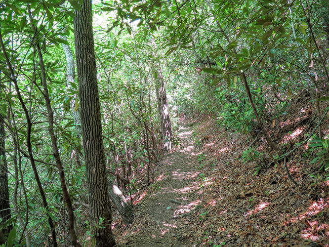 Picture 78 of Mt Cammerer and Big Creek Hike 052816