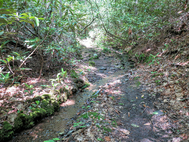 Picture 77 of Mt Cammerer and Big Creek Hike 052816