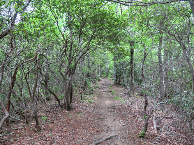 Picture 75 of Mt Cammerer and Big Creek Hike 052816