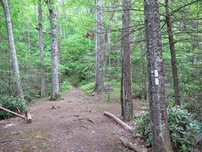 Picture 74 of Mt Cammerer and Big Creek Hike 052816